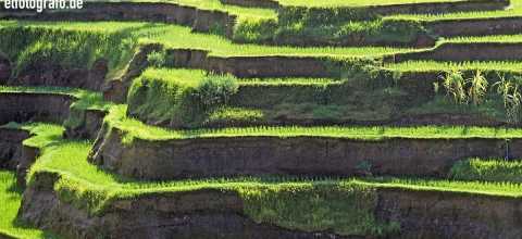 Reisfelder auf Bali
