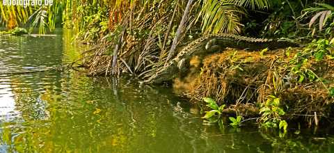 Flusskrokodil in Costa Rica