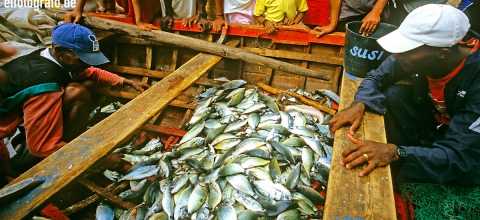 Fischmarkt auf den Kapverden