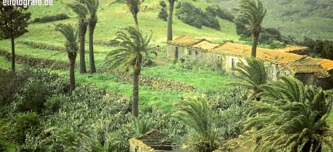 Palmen im Sturm auf La Gomera