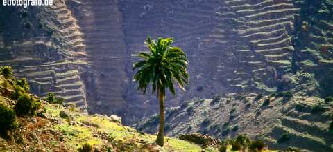 Eine Palme auf La Gomera
