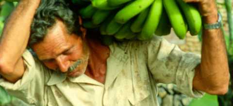 Bananenernte auf La Gomera