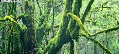 Regenwald auf La Gomera