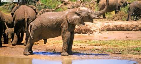 Elefanten in Lesotho