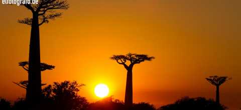 Baobab-Bäume auf Madagaskar