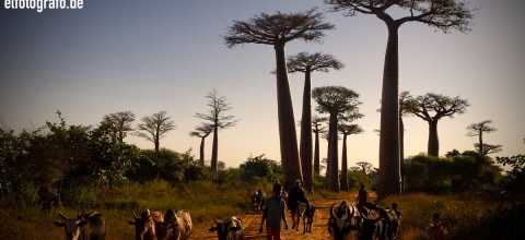Viehtreiber auf Madagaskar