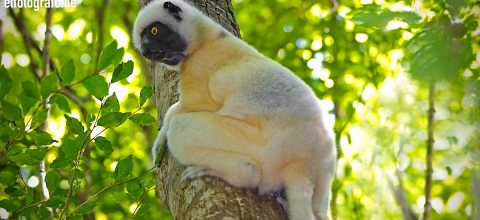 Lemuren auf Madagaskar